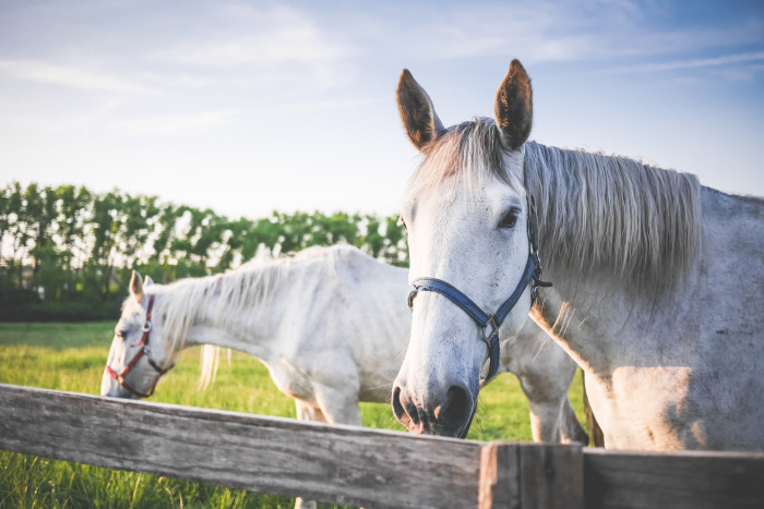 Find a cheap alternative for horse equipment