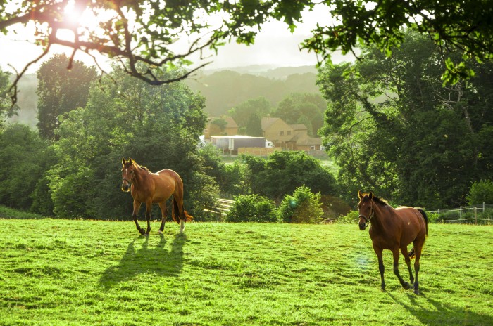 Looking to buy a quality saddle at a good price ? See here :