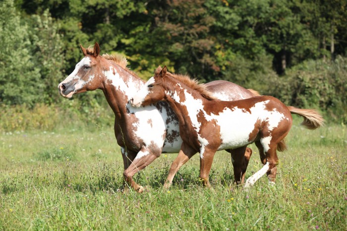 The comfort of your horse is a must