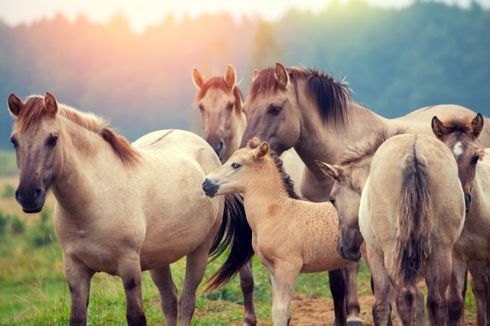 Even more top quality used saddles than anywhere else !