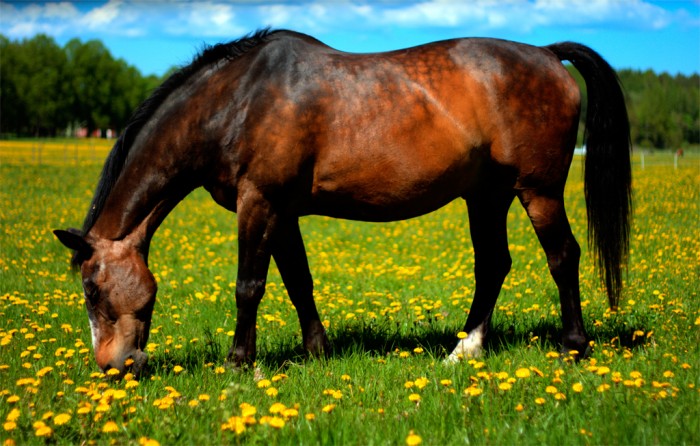 The online horse equipment store